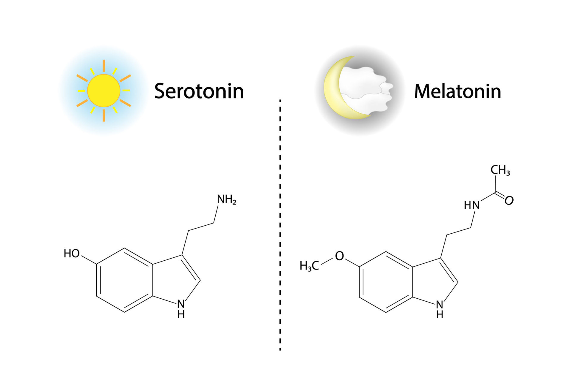 Serotonin-and-Melatonin